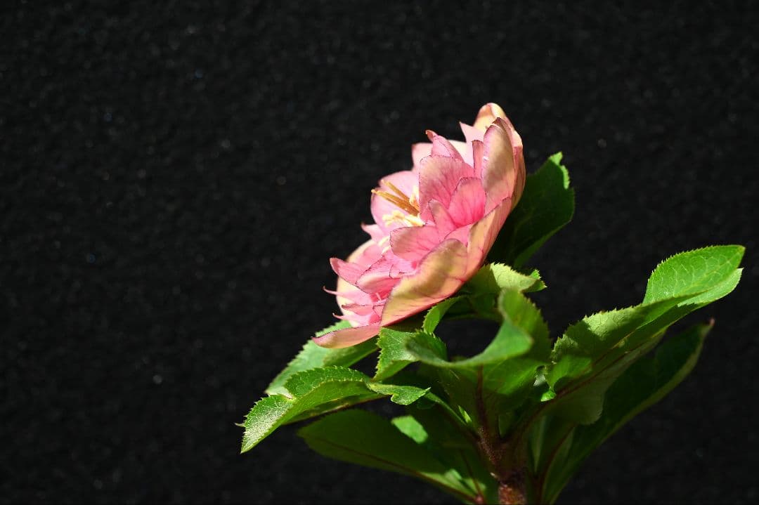 クリスマスローズ 認定フレグランス 加藤農園