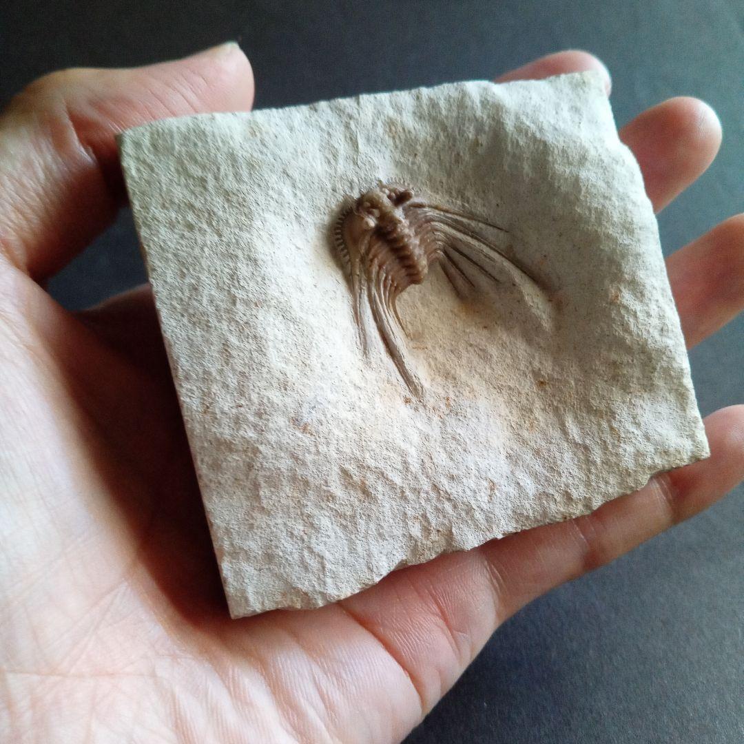 三葉虫　USA　ケトネラスピス　極美　希少