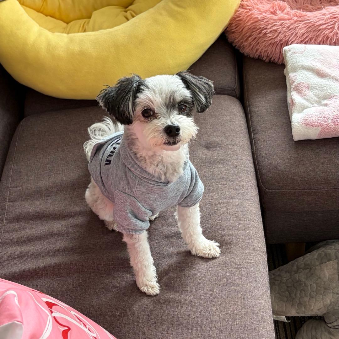 かこ♪ ショッピングバスケット 買い物かご 25-3688-00 KAWAJUN CBA005