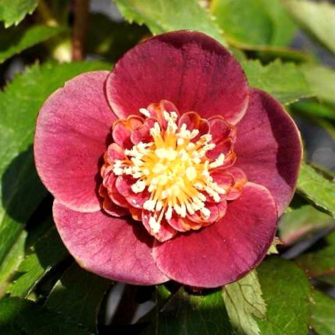 衛*様 3415☘️蕾付き☘️極上☘️⭐️小輪⭐️ ハートSD⭐️オーレア⭐️大