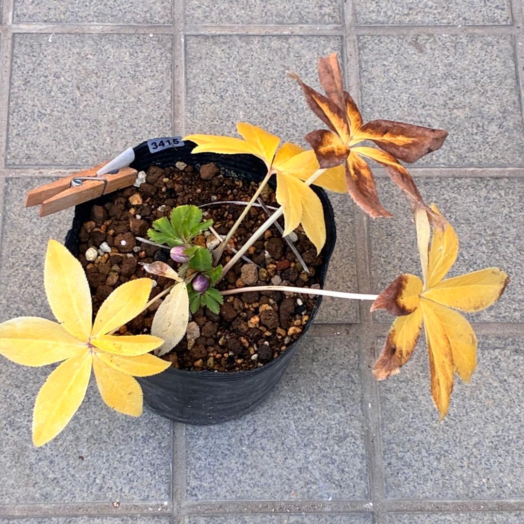 衛*様 3415☘️蕾付き☘️極上☘️⭐️小輪⭐️ ハートSD⭐️オーレア⭐️大