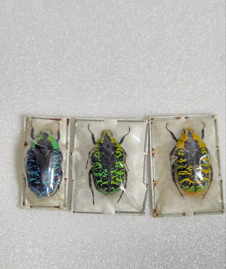 サザナミマラガシーハナムグリ3色3頭セット！特上個体！ サザナミマラガシーハナムグリ3色3頭セット！特上個体！