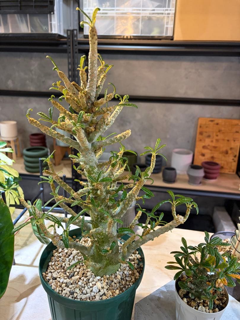 ユッカ ロストラータ 20株セット プレステラ105深鉢