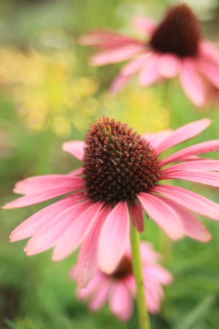 TAMRON SP 28-80mm F3.5-4.2 27A 【光学美品】