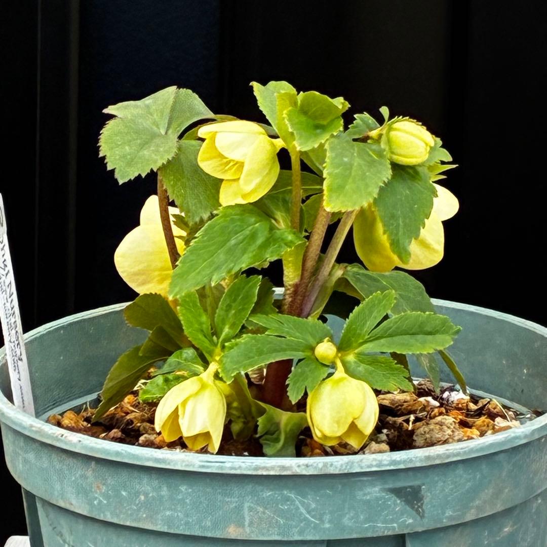 タ*ン様 3500❤️沢山☘️蕾花タグ付☘️ボリュームSD⭐️超小輪⭐️オーレア