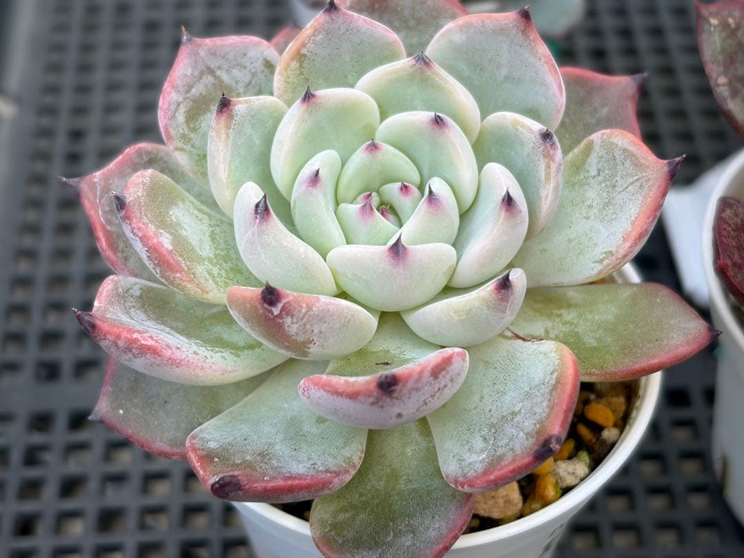 おらいさん苗12個セット そわそわオマケで13苗ミックスベリア