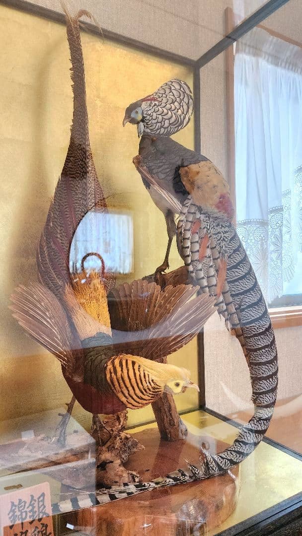 特大 銀鶏鳥 錦鶏鳥 剥製 置物 高級木製枠ガラスケース - メルカリ