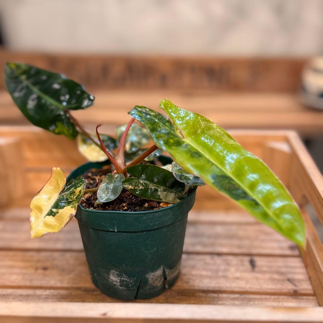 t*☆様 32 フィロデンドロン　ビレッタエ　斑入り　ビレッティア コレクション】フィロデンドロン・ビレッティア 斑入り 親株サイズ