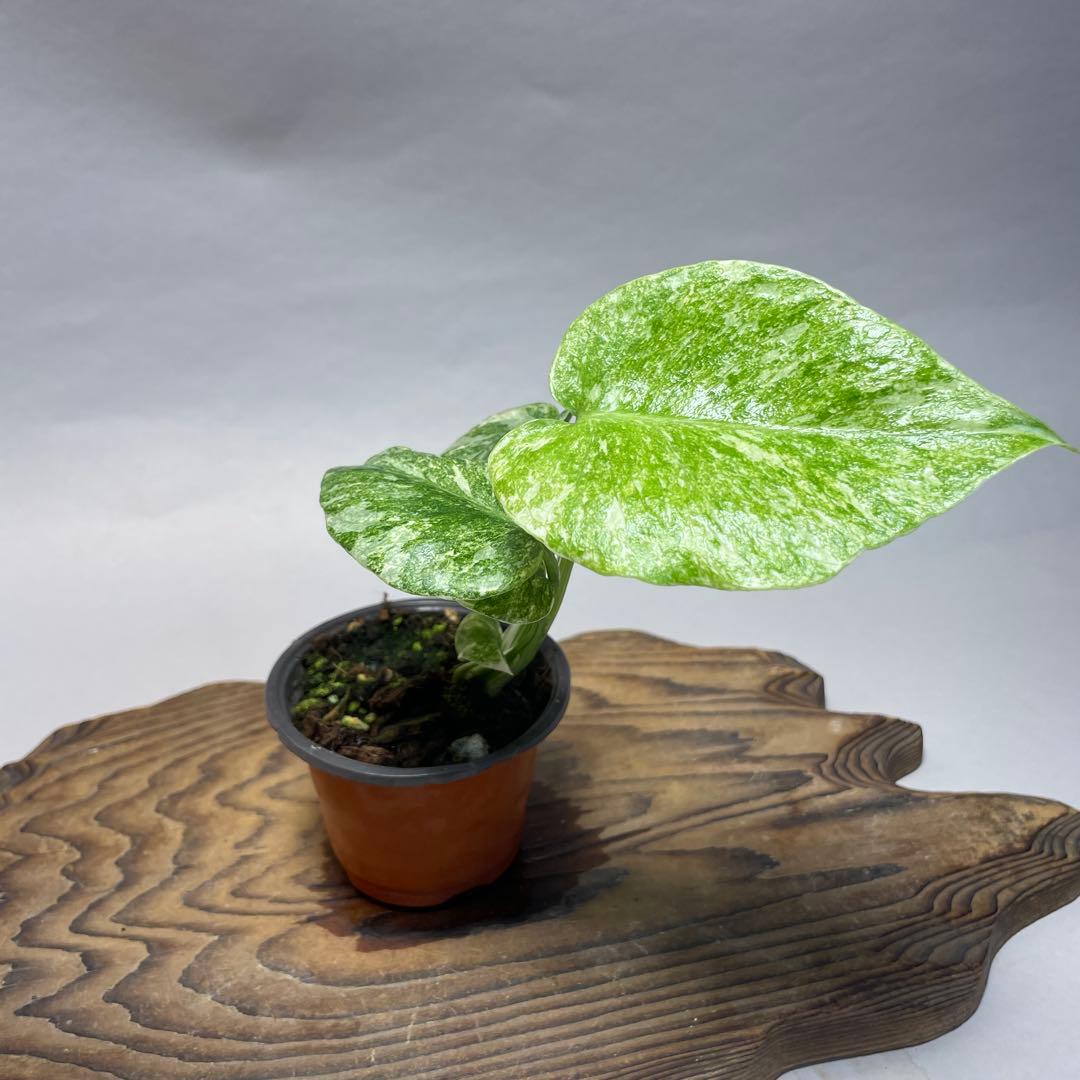 q23モンステラ デリシオーサ レガシー 斑入り - メルカリ