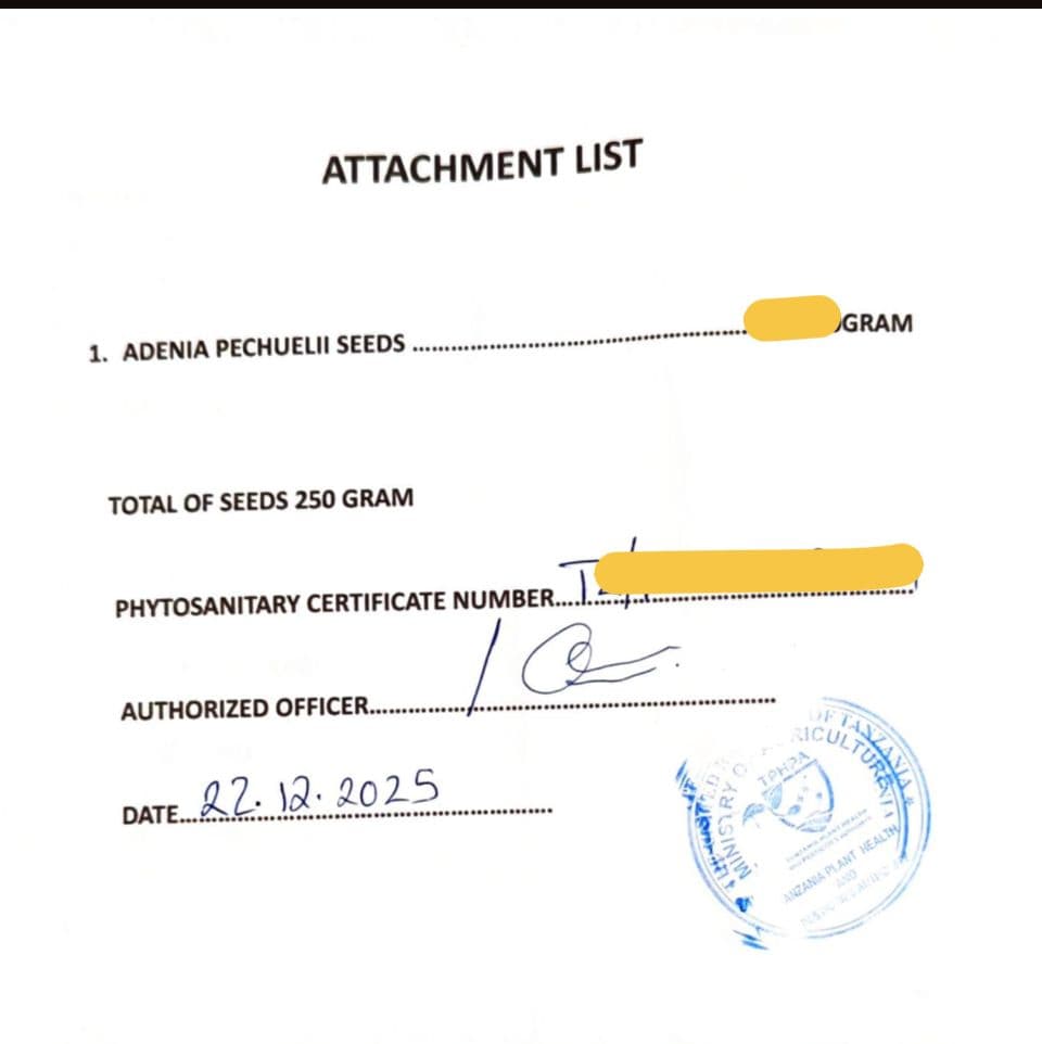 1月新着種子 アデニア ペチュエリー Adenia pechuelii 10粒 - 塊根植物