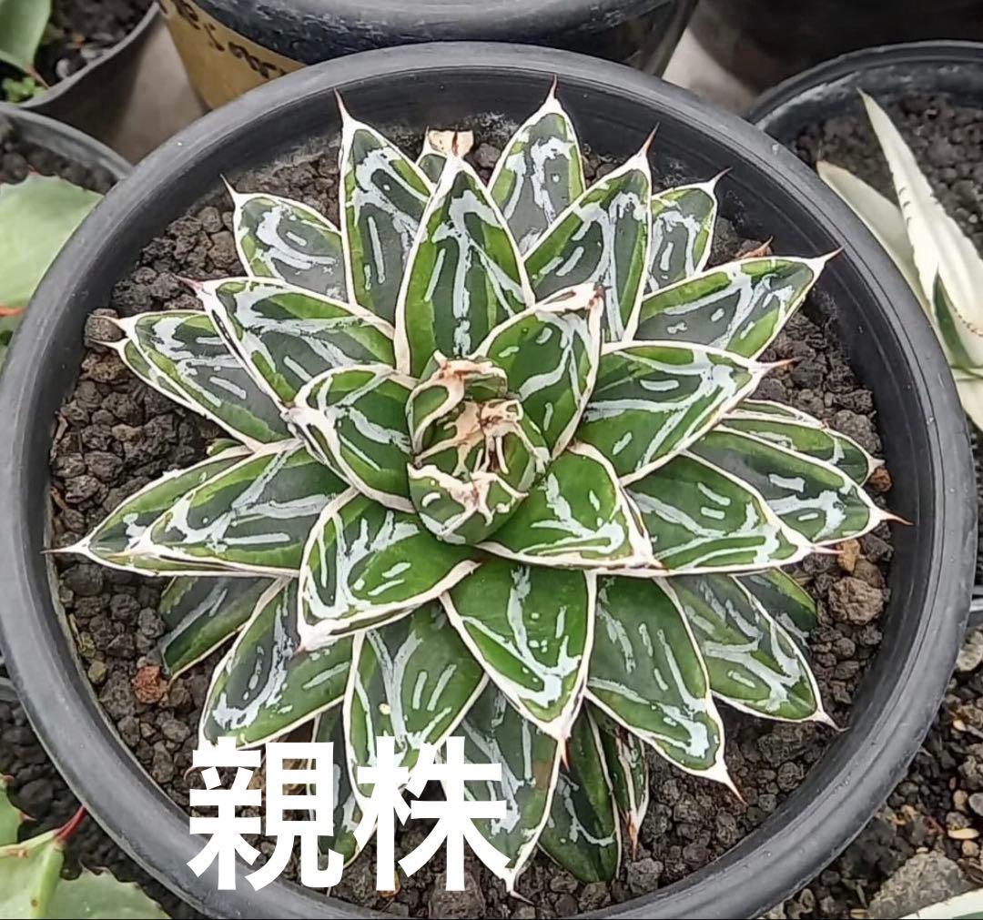 【姫笹の雪　ライムグリーン覆輪　中苗】子株付き 大特価！【アガべ 姫笹の雪白覆輪 中苗 子株付き】 2026年最新】姫笹の