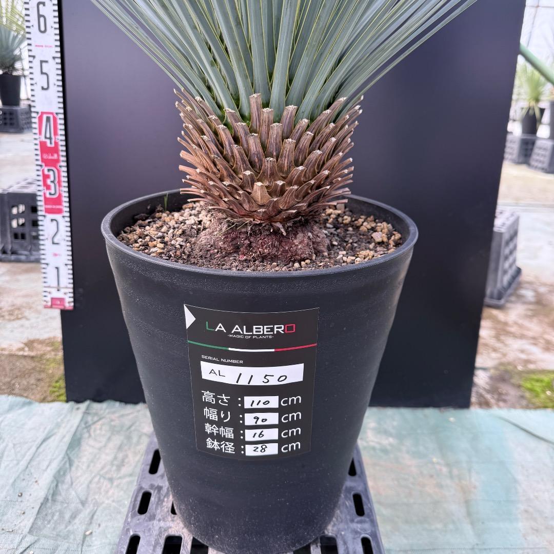 ザ*フ様 【AL1150】ユッカ ロストラータ ランチョブルー 数量限定