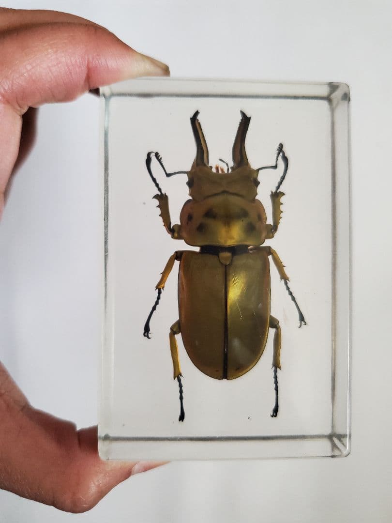 オウゴンオニクワガタ樹脂標本 ウェイト - メルカリ