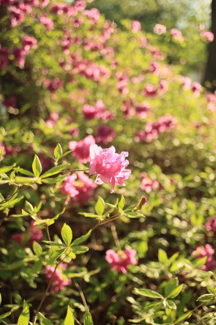 《希少》TAMRON SP 24-48mm F3.5-3.8 13A【光学美品】