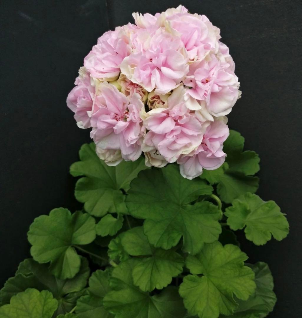 日本初海外品種ゼラニウム 希少品種ゼラニウム