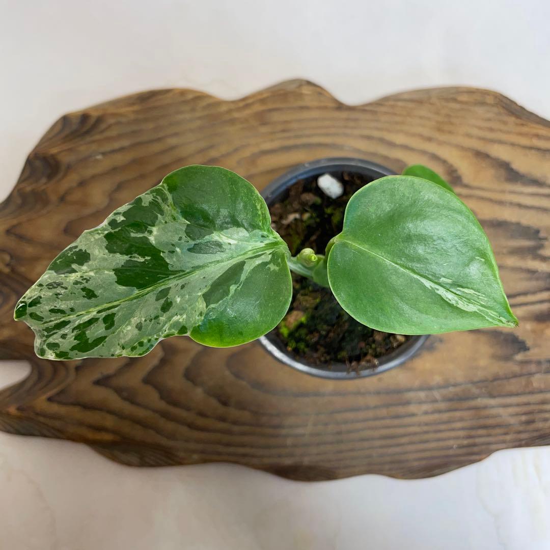 q18品種保証！斑入り保証！Bulbasaurモンステラ バルバソー フシギダネ