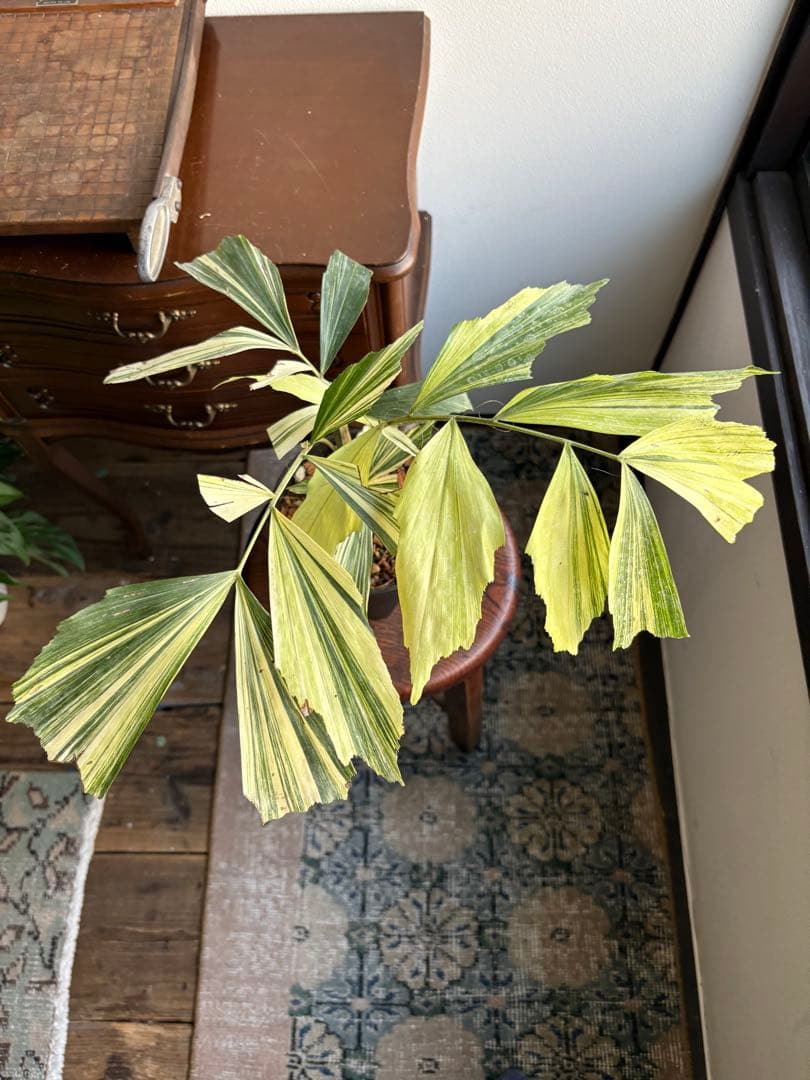 大株 クジャクヤシ斑入り Caryota mitis variegated 5号 大株 クジャクヤシ斑入り Caryota mitis variegated 5号 - メルカリ