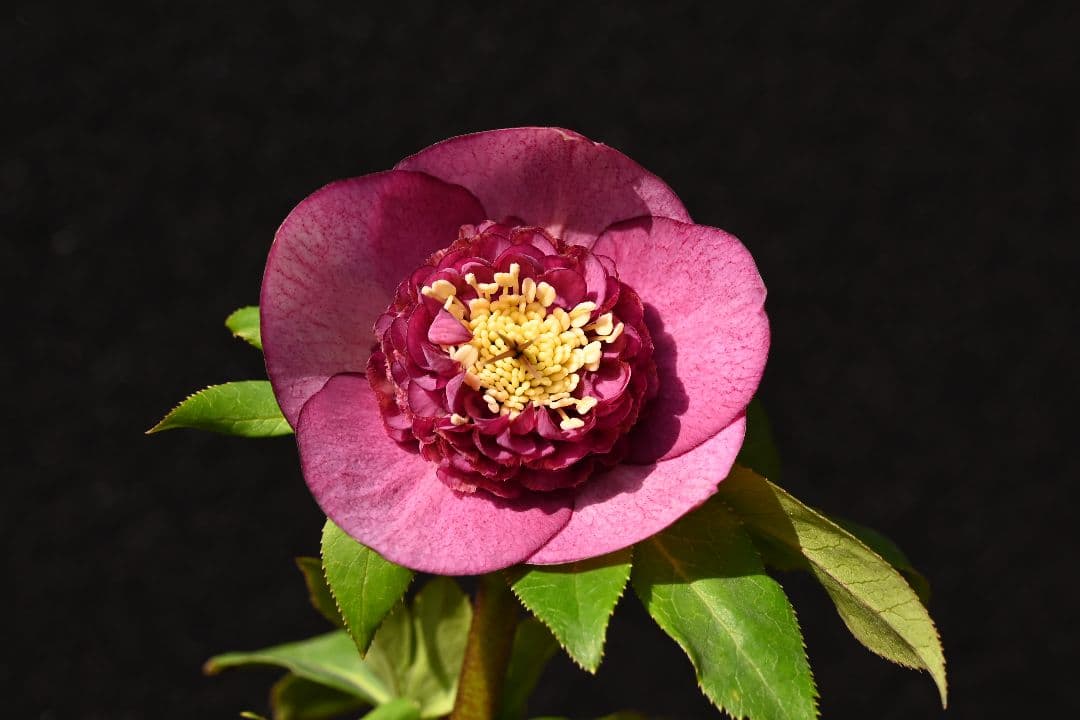 クリスマスローズ　認定レッドモーリー　加藤農園 明日より販売✨ 加藤農園さんのクリスマスローズ キラメキ