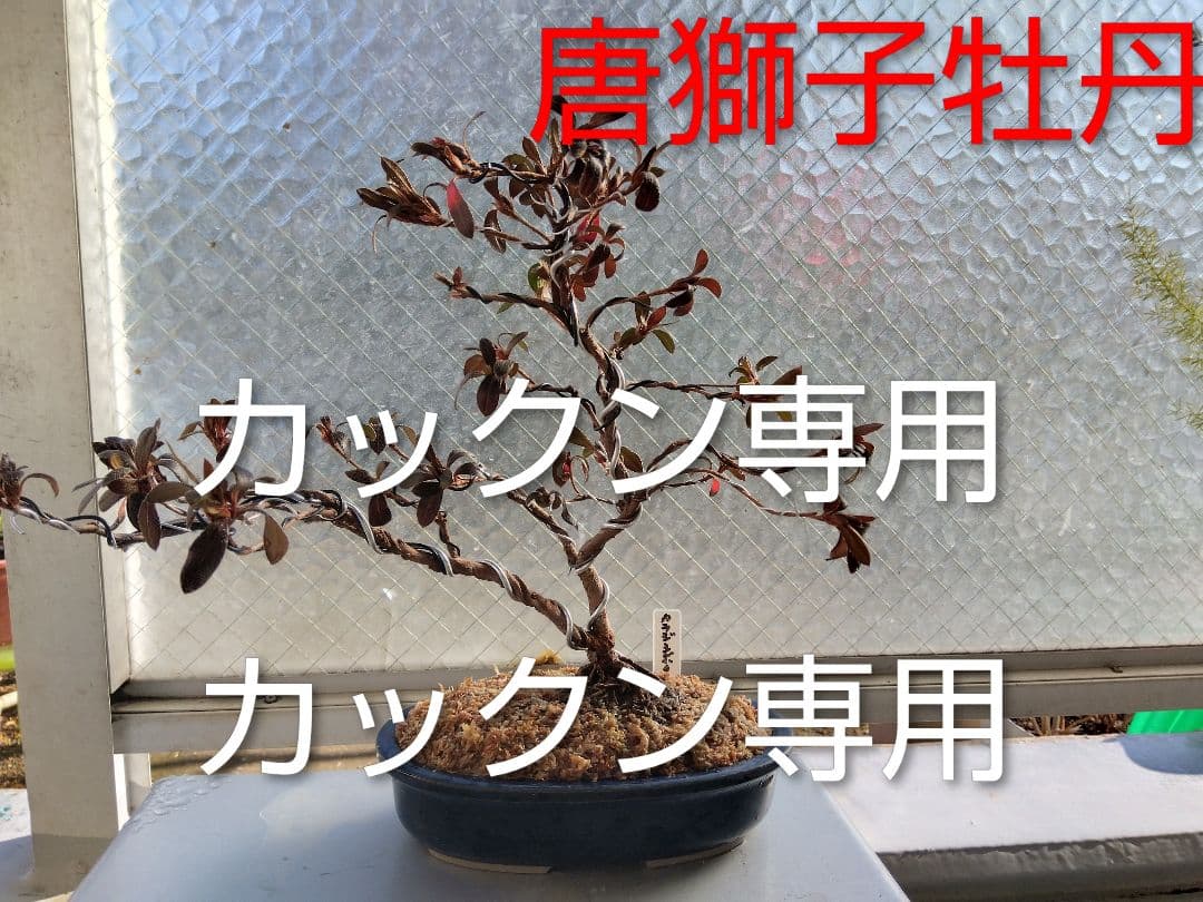 カックン専用！　皐月盆栽　さつき盆栽　サツキ盆栽 カックン専用！ 皐月盆栽 さつき盆栽 サツキ盆栽 カックン専用！ 皐月