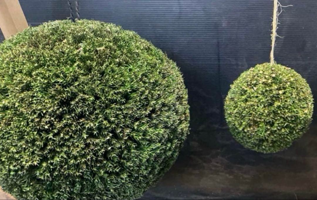 杉玉 約40センチ ‼️縁起物 丸くて幸せ 家族円満 商売繁盛♪ - メルカリ