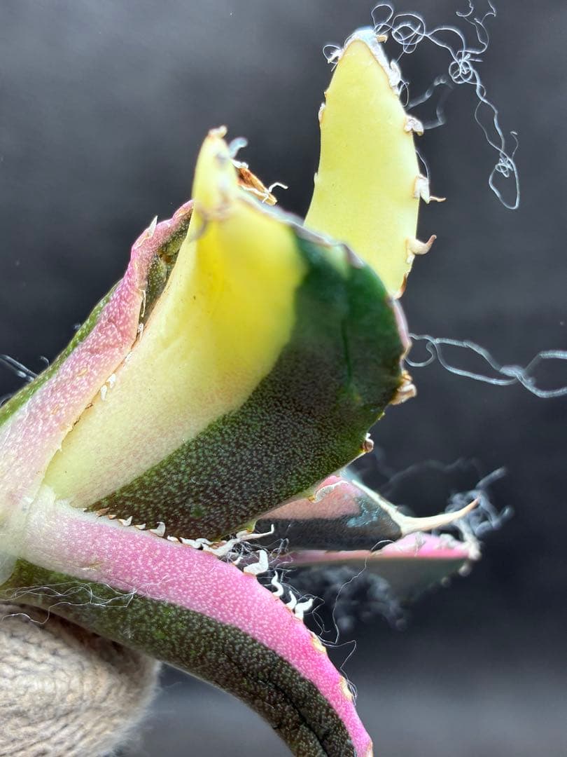 アガベ チタノタ「白鯨錦特殊錦」中斑入り 珍しいカラー 鮮やかな