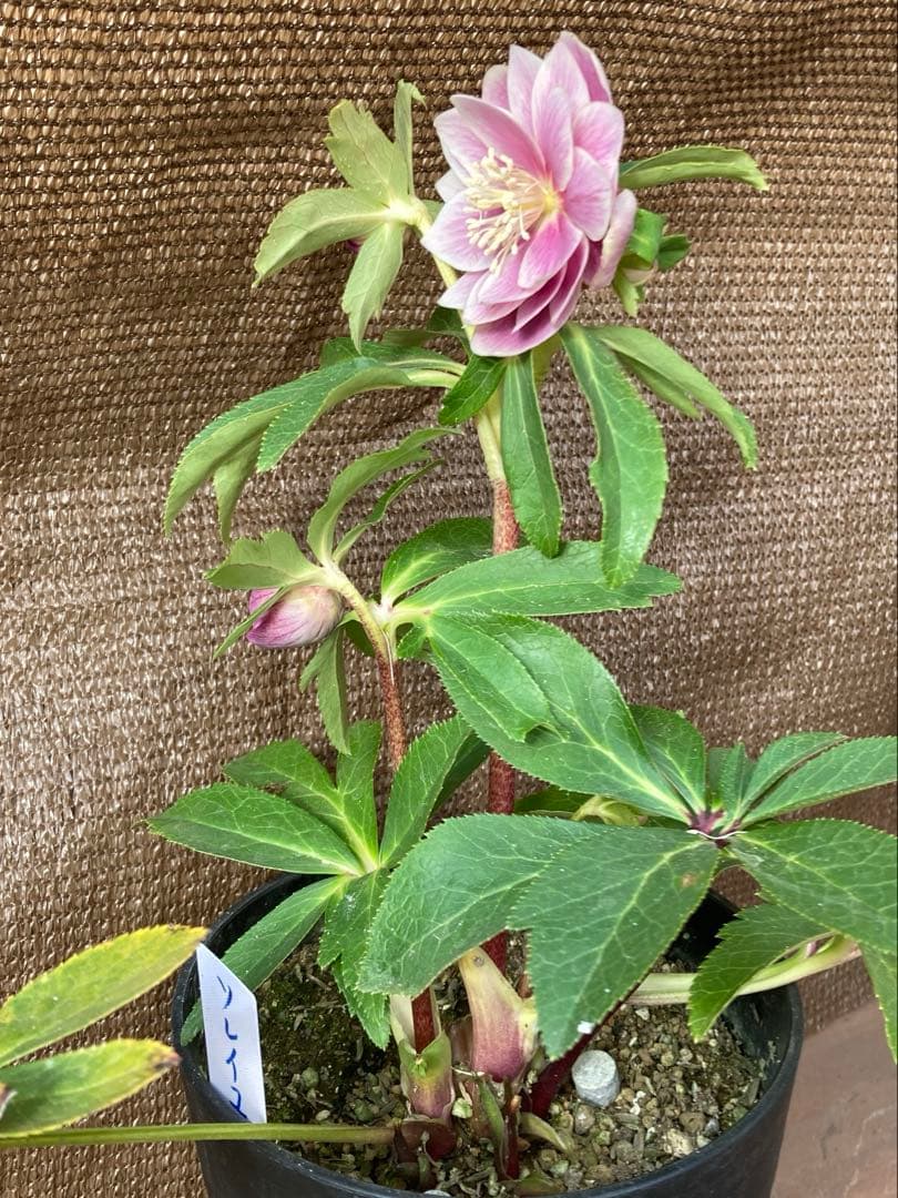 クリスマスローズ開花株 広瀬園芸 ピンクソレイユ - メルカリ