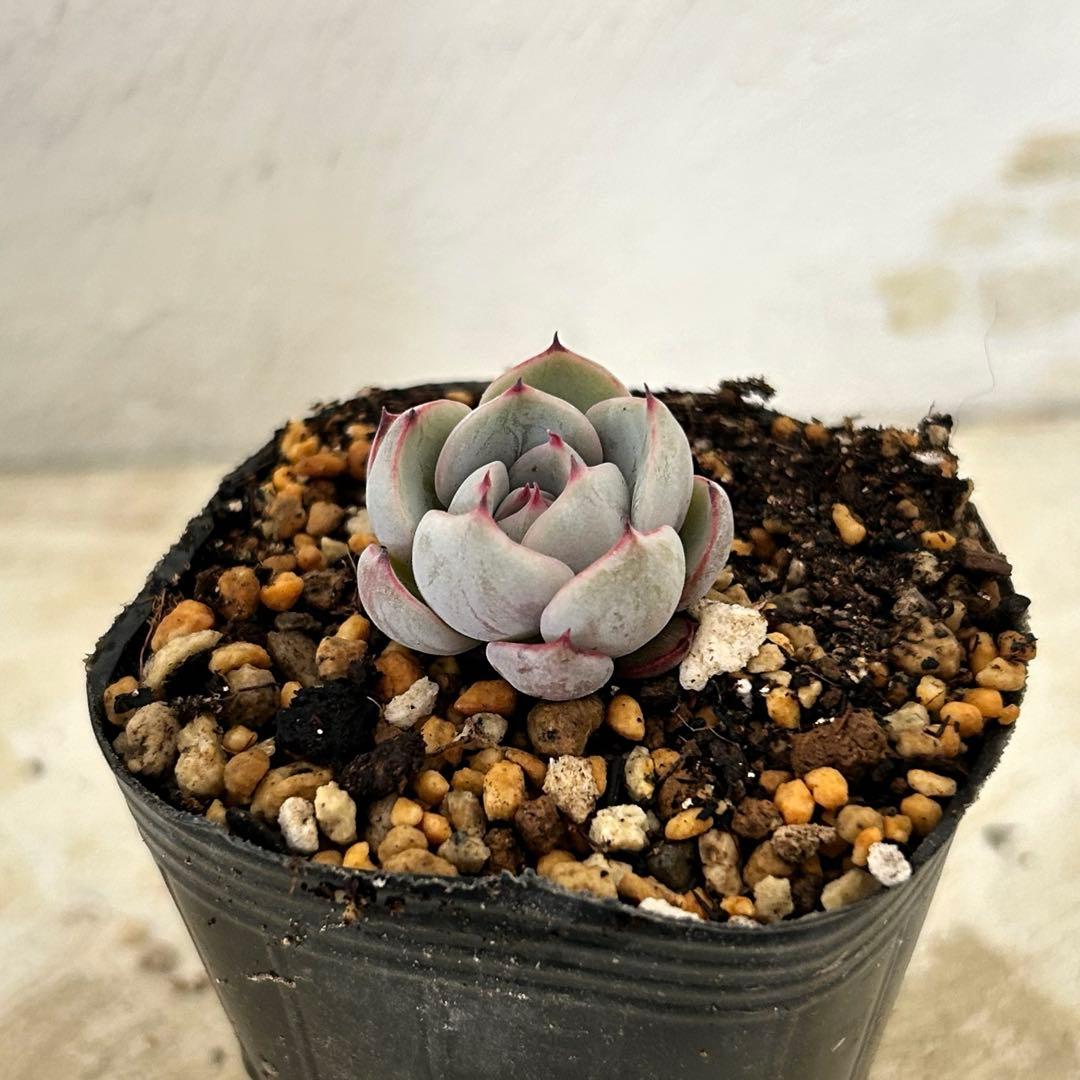 白銀姫 抜き苗 多肉植物 ミックスベリア おらいさん苗 - メルカリ