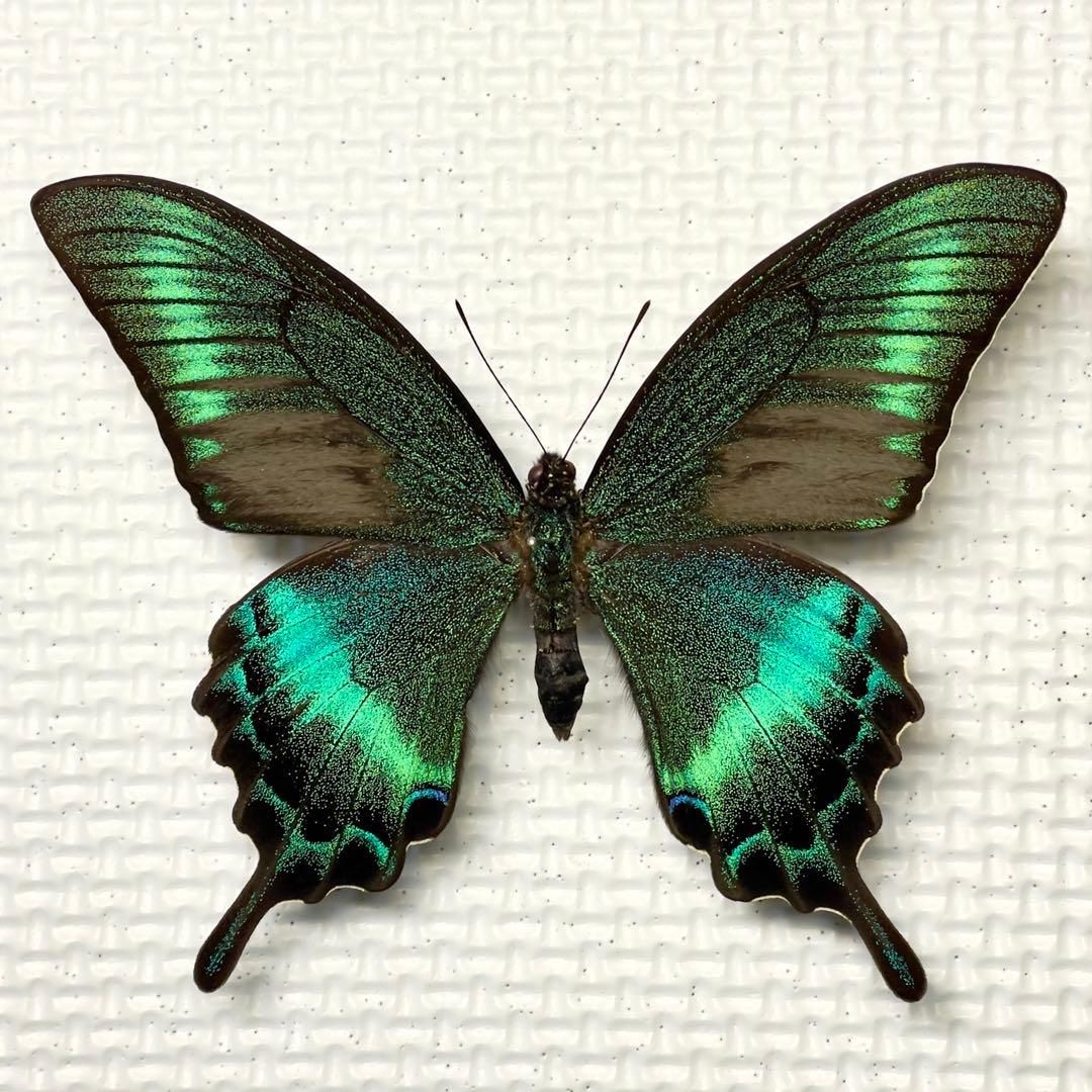 蝶標本 美麗ミヤマカラスアゲハ夏型♂♀ 北海道産 採集品良品