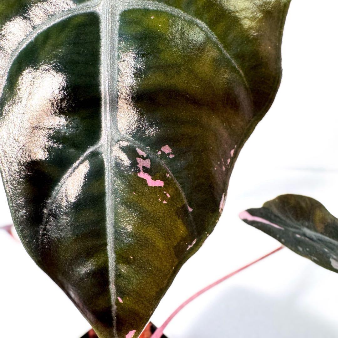 アロカシア シャントリエリ ピンク斑入り 斑入り少なめお買い得品