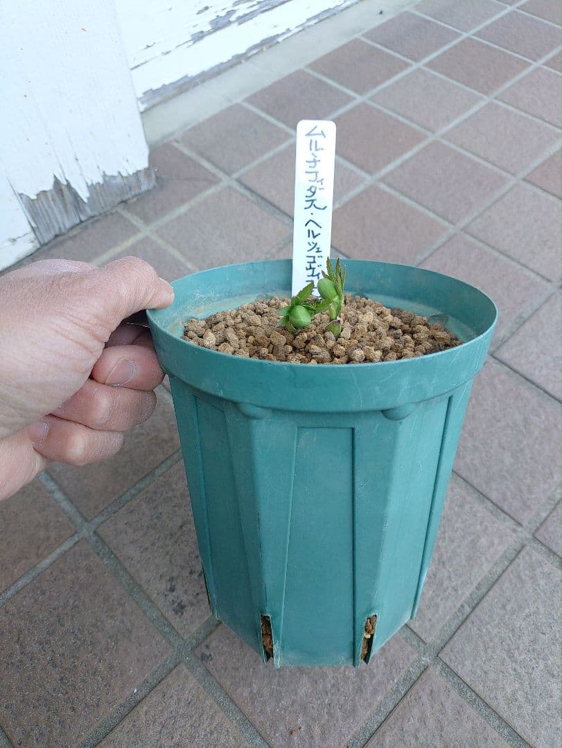 K*5様 原種クリスマスローズ ムルチフィダス•ヘルツェゴヴィヌス 6号