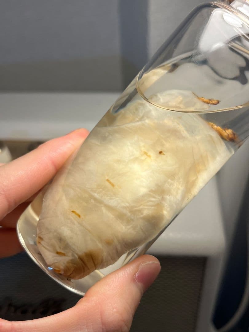 【液浸珍々】シロアリの女王標本 超巨大 液浸標本 昆虫標本 パラポネラ