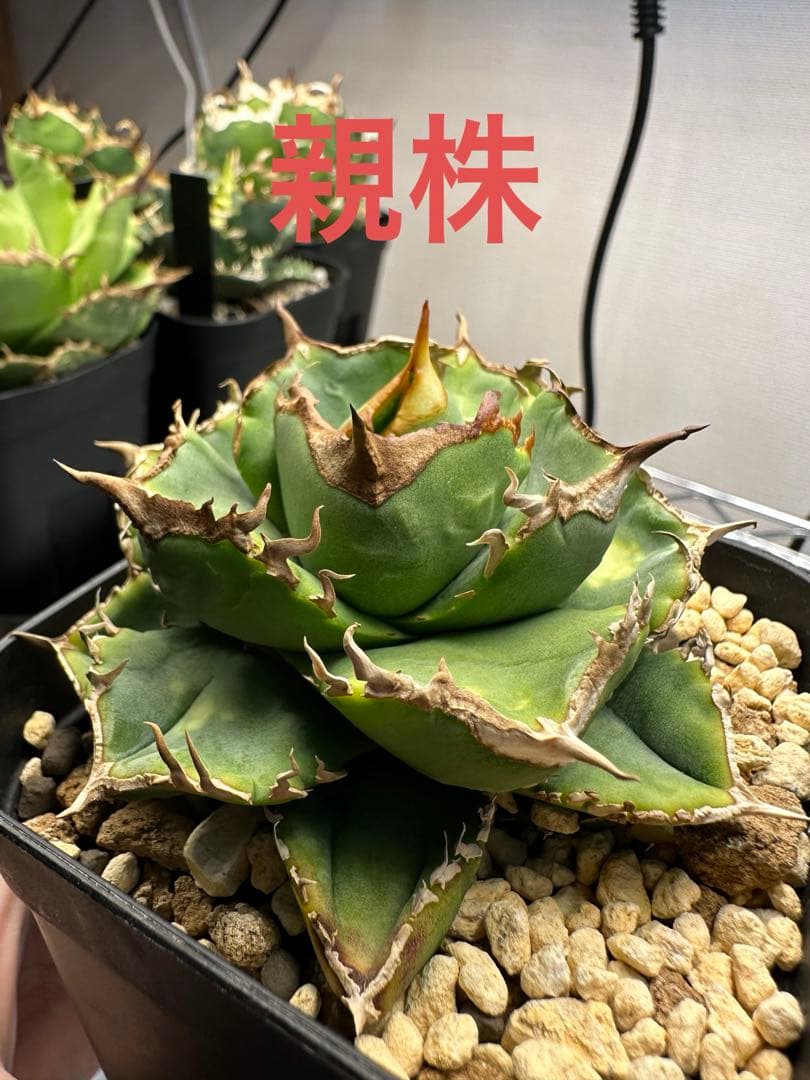 アガベ チタノタ CJspecial CJスペシャル CJ9 清櫻タイプ 子株 - メルカリ