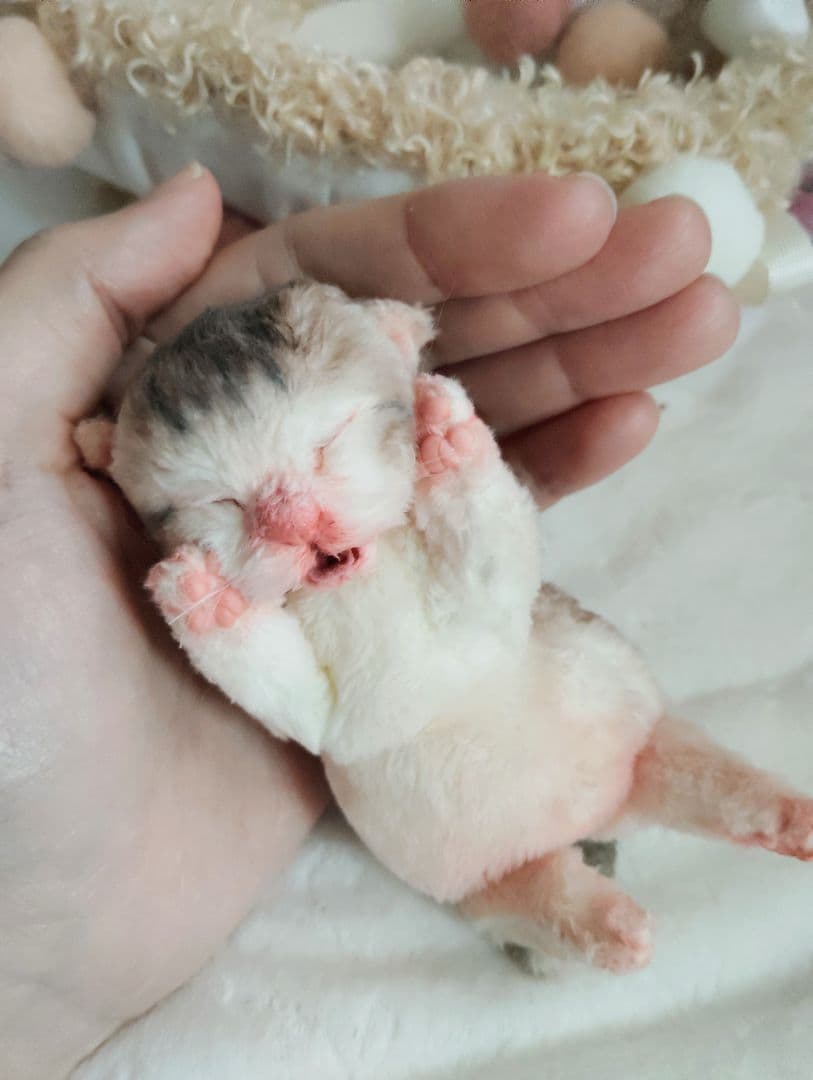 お世話してね❤生後1日子猫ちゃん♡バスケットとクマたん♡