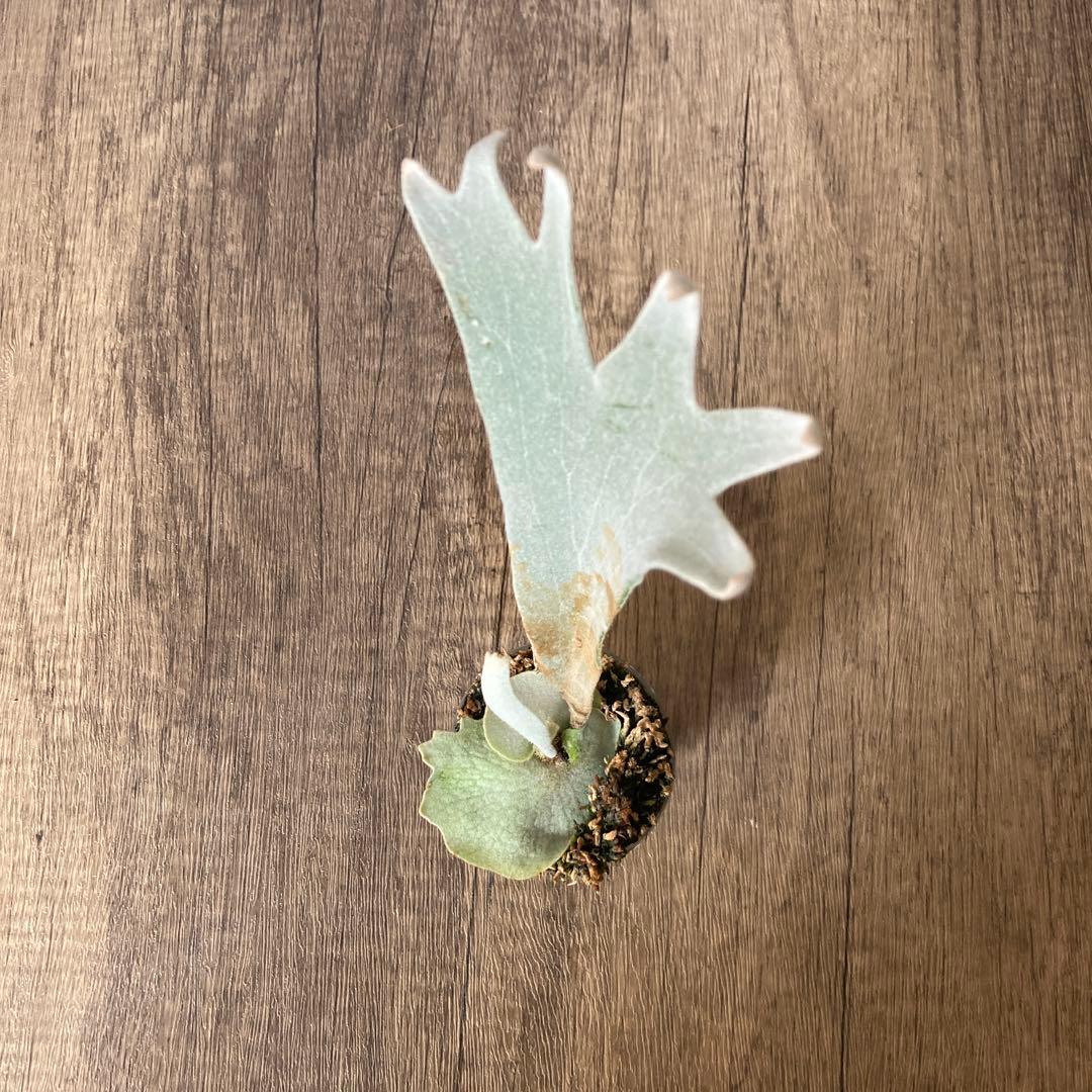 ビカクシダ ペドロ P.willinckii cv.Pedro OC株 ビカクシダ