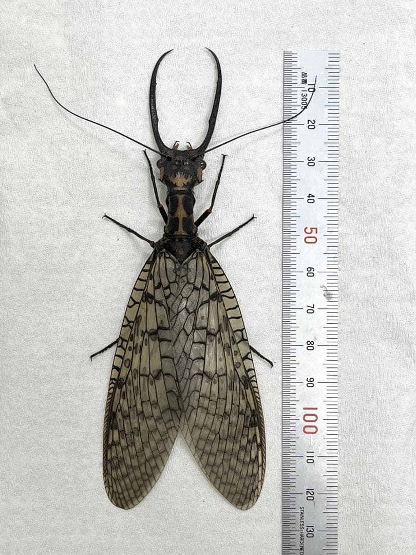 昆虫　標本　オオキバヘビトンボ　胸部に模様のある種類　125mm 昆虫 標本 オオキバヘビトンボ 胸部に模様のある種類 125mm - メルカリ