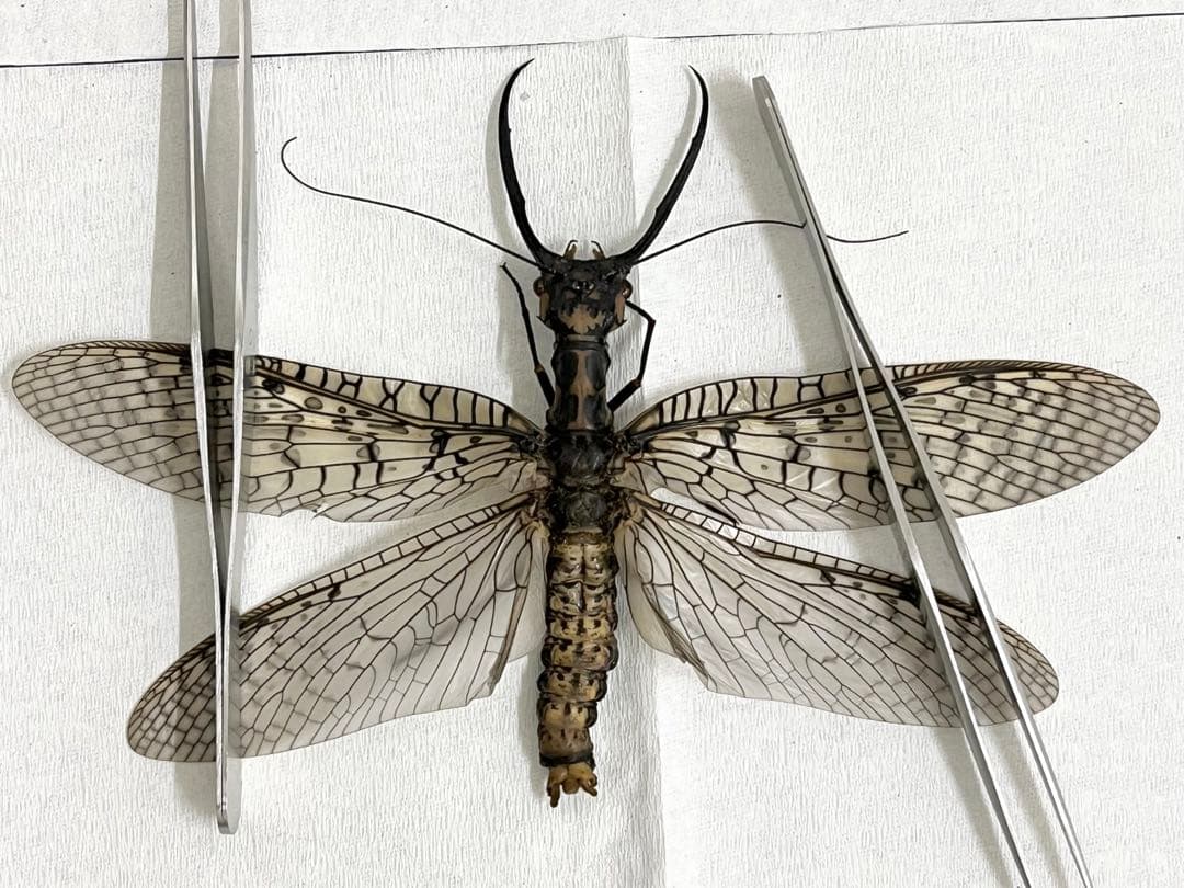 昆虫 標本 オオキバヘビトンボ 胸部に模様のある種類 125mm - メルカリ