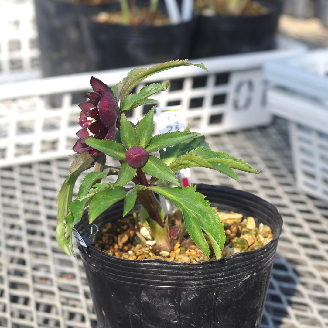 7090 多弁キラメキレッド クリスマスローズ開花 加藤農園 - メルカリ