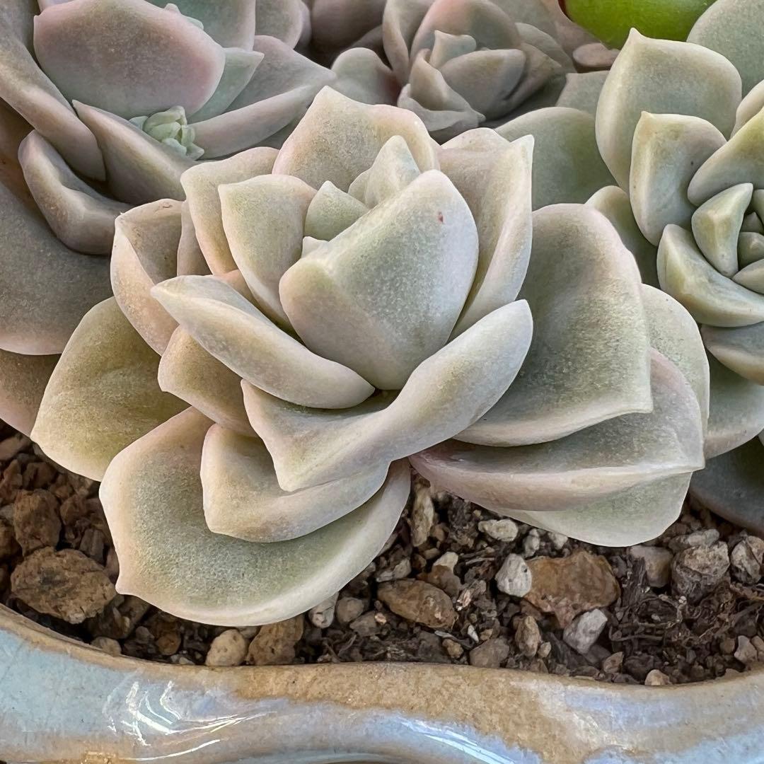 多肉植物 ラブリーローズ錦➀ 抜き苗 - メルカリ