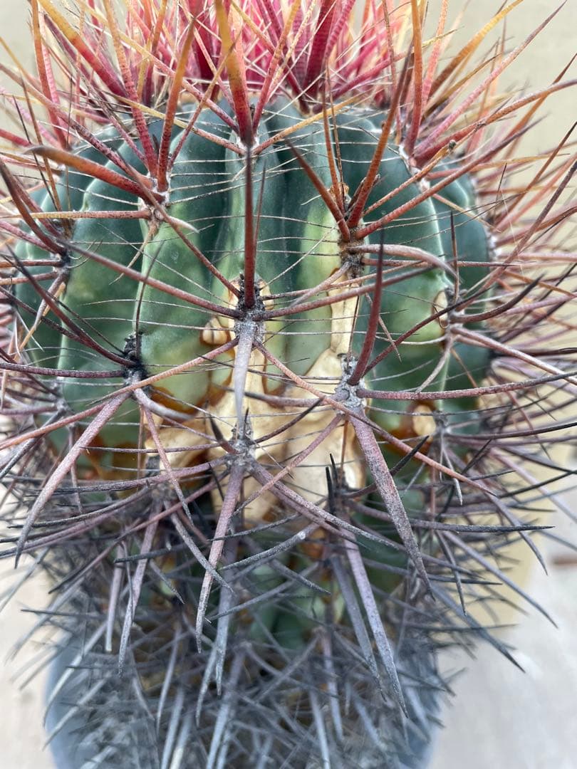 サボテン フェロカクタス 神仙玉 古株 大きめ 焼けあり