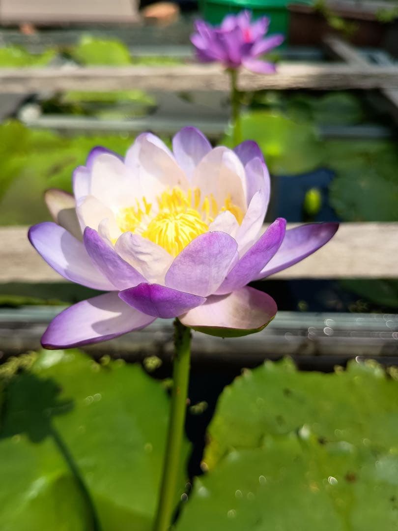 八*典様 イミュタビリスブルー バルブ 熱帯睡蓮 オーストラリア種