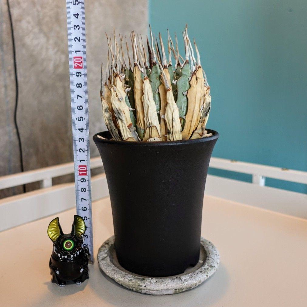 ユ*ー様 お年玉出品！③【発根済・3.5号】陽炎×きれいな形