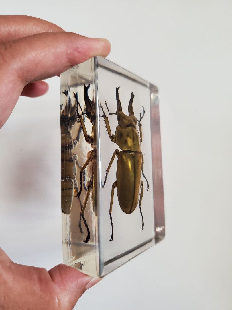 オウゴンオニクワガタ 樹脂標本 - メルカリ