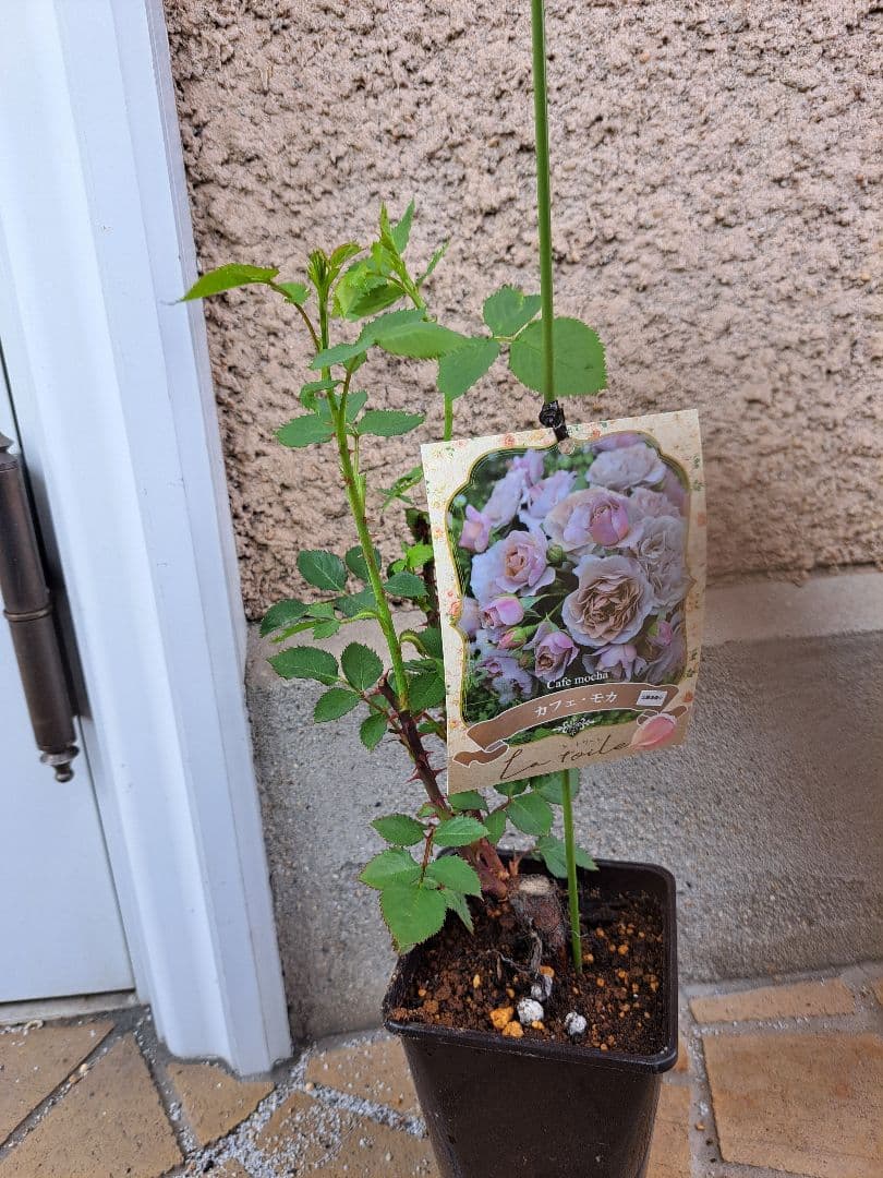 ☆正規新苗☆河本バラ園 薔薇苗 カフェ・モカ バラ苗 - メルカリ