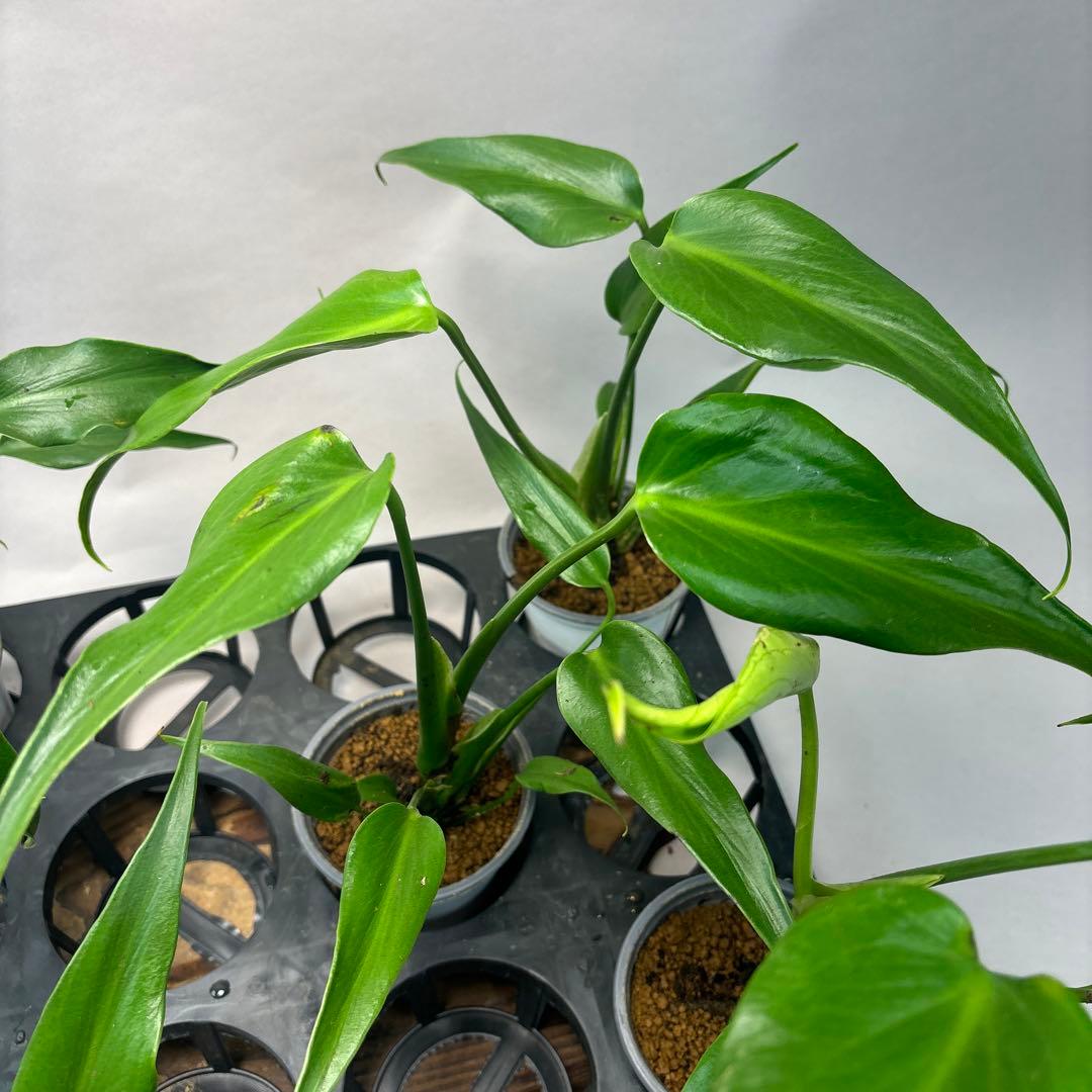 モンステラ バールマルクスフレーム S*T様 5株セットms36モンステラ