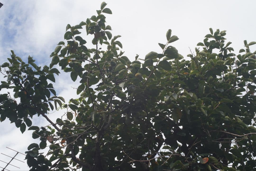 ☆作例あり☆ ライカ エルマー L 5㎝ F=1:2.8 Nr.1617678