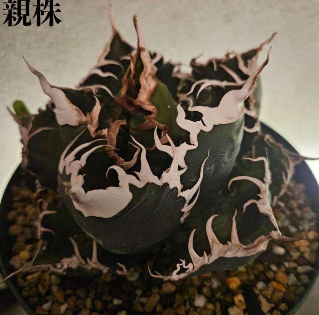 【最終価格】アガベ　スーパーチタノタ　バケモノ　悪魔くん アガベ チタノタ 悪魔くん/スーパーチタノタ/bakemono（発根済TC苗