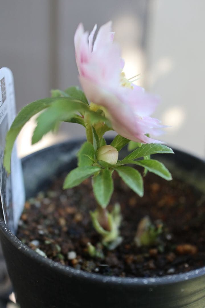 ♡広瀬園芸♡ 淡色ベビーピンク ソレイユ系 - メルカリ