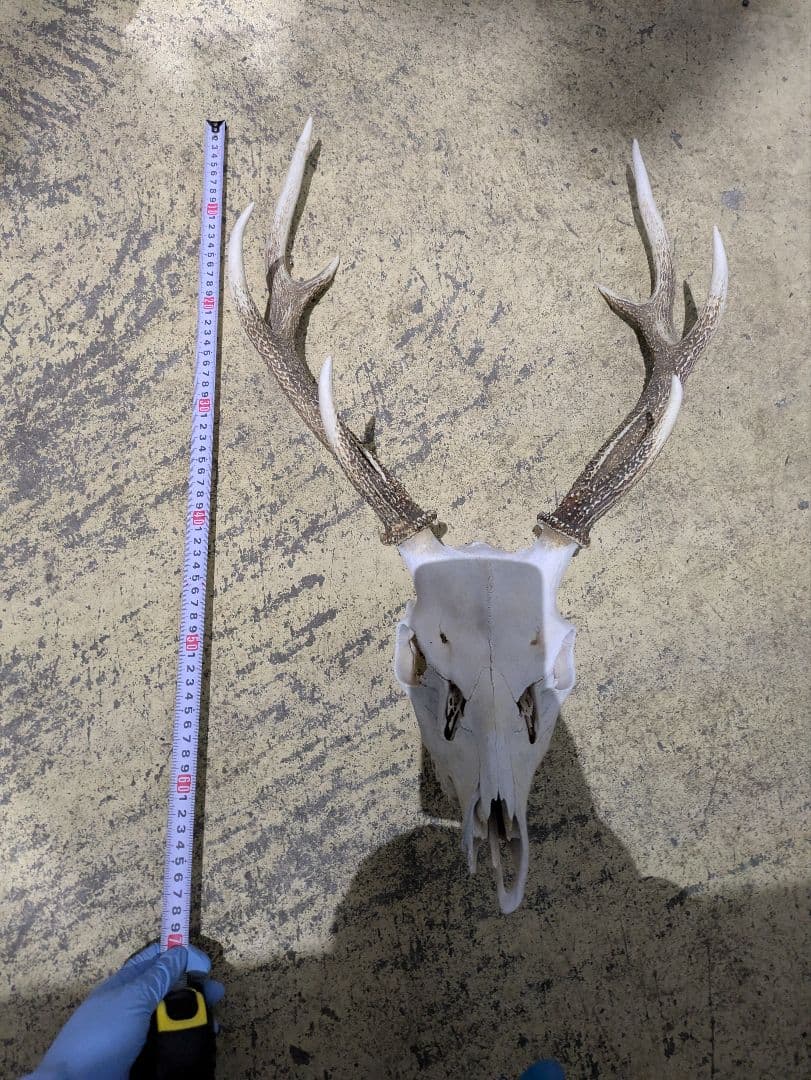 九州鹿 スカルトロフィーの通販はau PAY マーケット - 輸入雑貨の