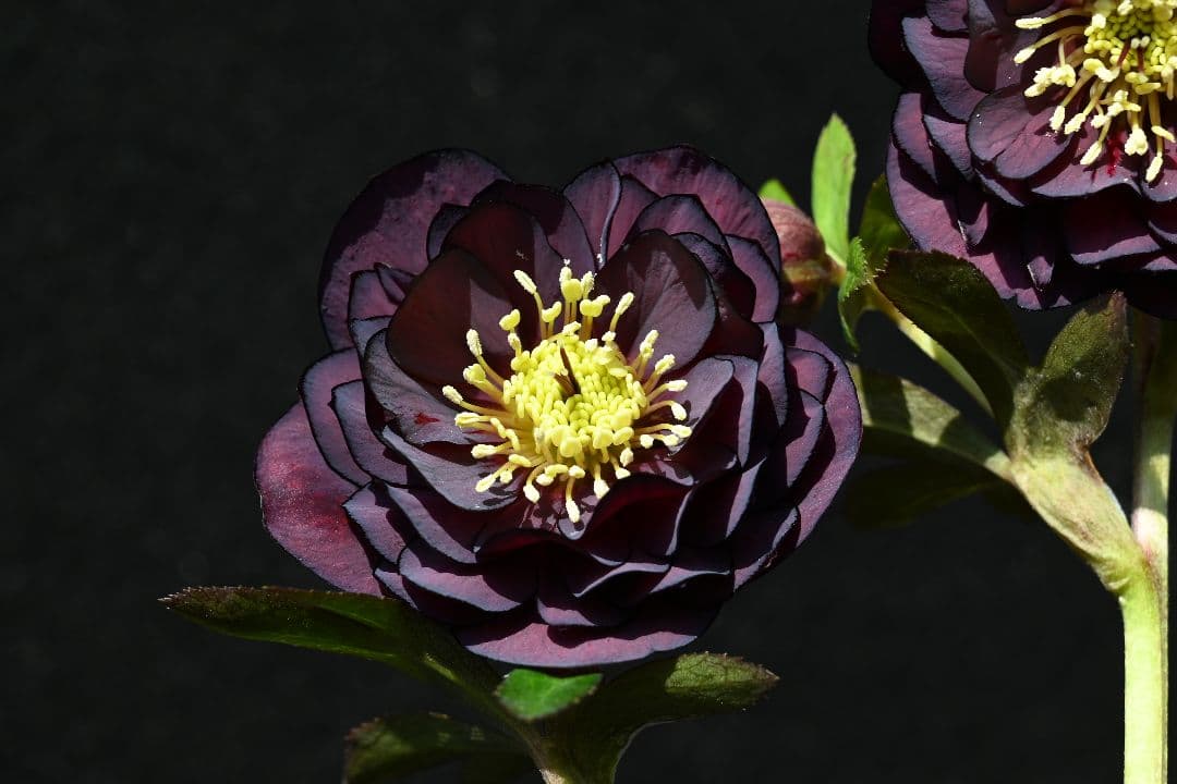 クリスマスローズ 多弁系ダークパープル 加藤農園 - メルカリ