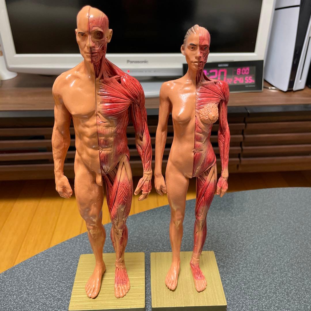 人体模型 筋肉構造 男女2体セット 約30cm - メルカリ